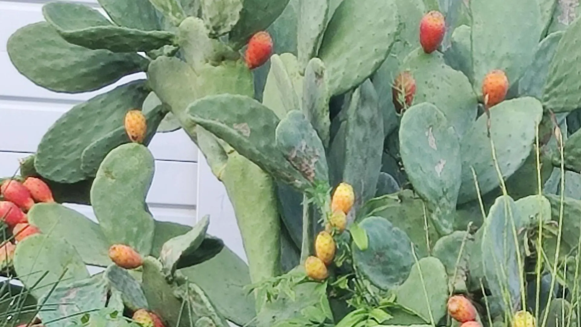 Appartamento Le Ginestre Rapolano Terme Italia